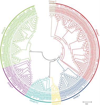 Identification and characterization of the Remorin gene family in Saccharum and the involvement of ScREM1.5e-1/-2 in SCMV infection on sugarcane